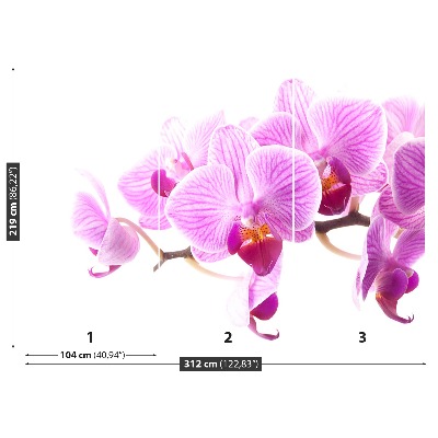 Fototapeta Růžová orchidej