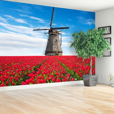 Fototapeta Větrný mlýn tulipány