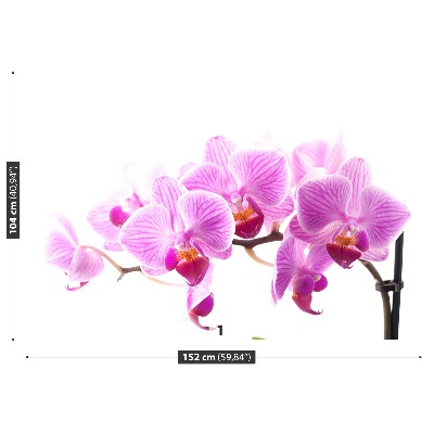 Fototapeta Růžová orchidej