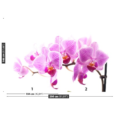 Fototapeta Růžová orchidej