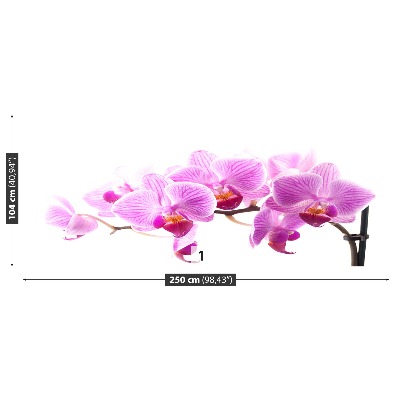 Fototapeta Růžová orchidej