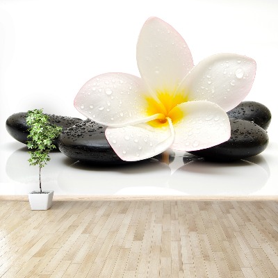 Fototapeta Plumeria Stones