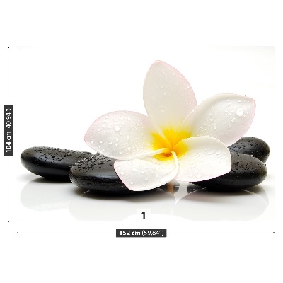 Fototapeta Plumeria Stones