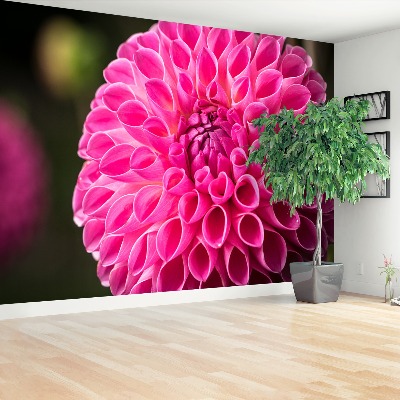 Fototapeta Dahlia Pink