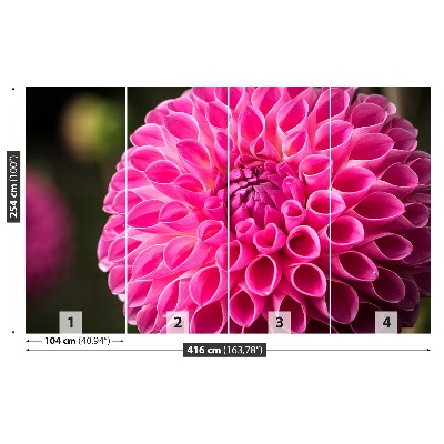 Fototapeta Dahlia Pink