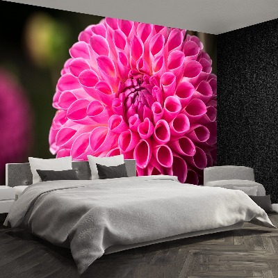 Fototapeta Dahlia Pink