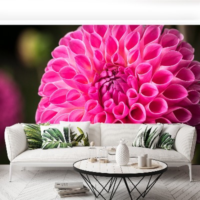 Fototapeta Dahlia Pink