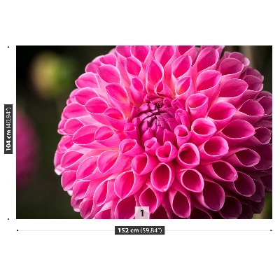 Fototapeta Dahlia Pink