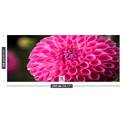 Fototapeta Dahlia Pink