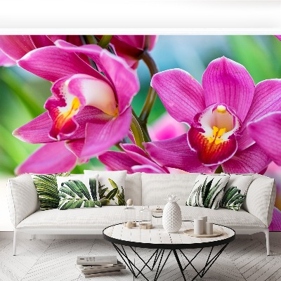 Fototapeta Růžové orchideje