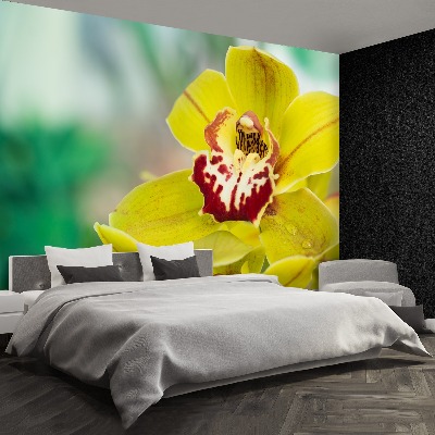 Fototapeta Žlutá orchidej