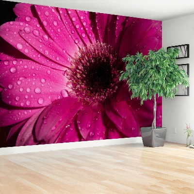 Fototapeta Fialová Gerbera