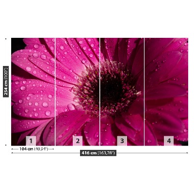 Fototapeta Fialová Gerbera