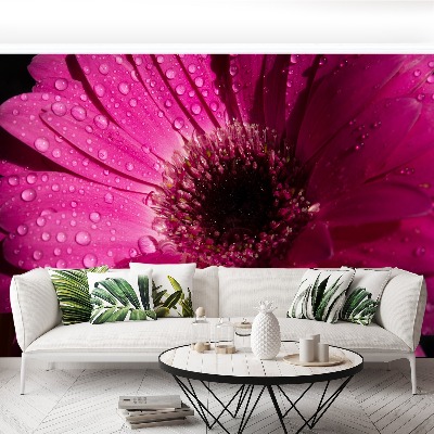 Fototapeta Fialová Gerbera