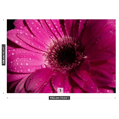 Fototapeta Fialová Gerbera