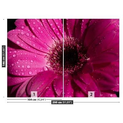 Fototapeta Fialová Gerbera