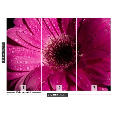 Fototapeta Fialová Gerbera