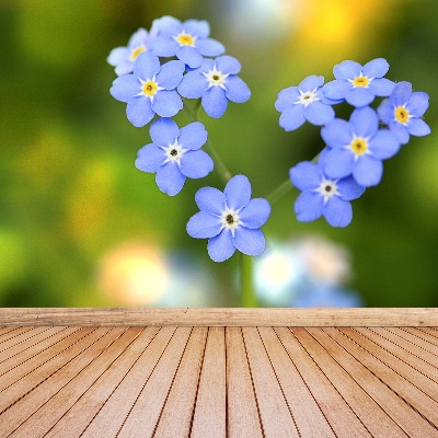 Fototapeta Forget-me-nots Srdce