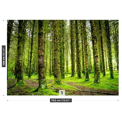 Fototapeta stromy