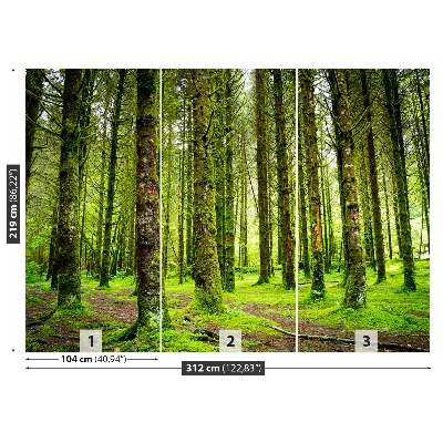 Fototapeta stromy