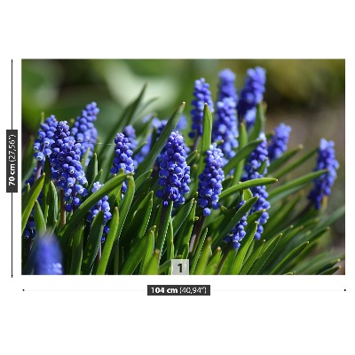 Fototapeta Modré hyacinty