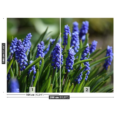 Fototapeta Modré hyacinty