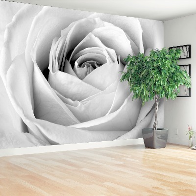 Fototapeta Bílá růže