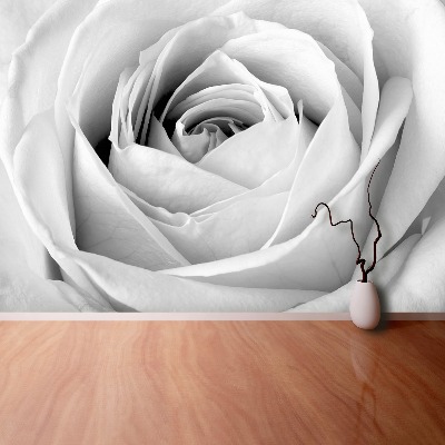 Fototapeta Bílá růže