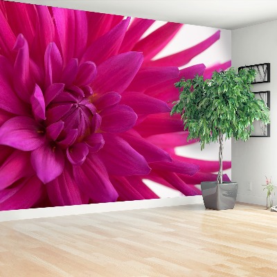 Fototapeta Dahlia Pink