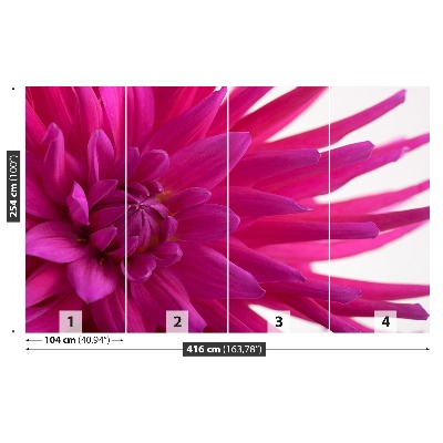 Fototapeta Dahlia Pink