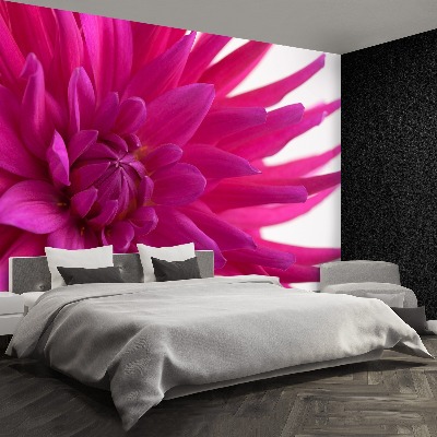 Fototapeta Dahlia Pink