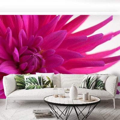 Fototapeta Dahlia Pink