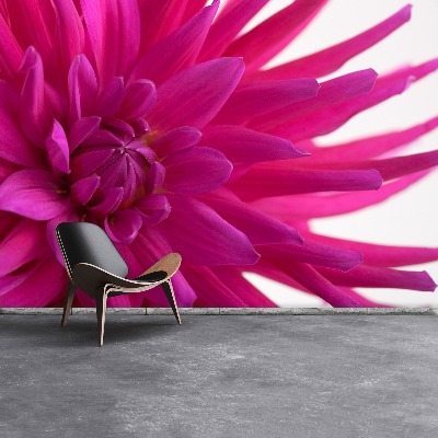 Fototapeta Dahlia Pink