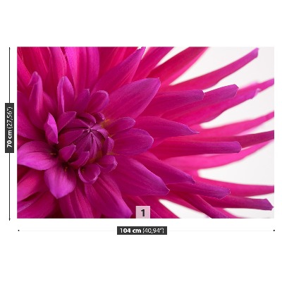 Fototapeta Dahlia Pink