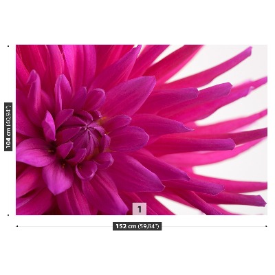 Fototapeta Dahlia Pink