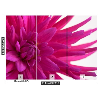 Fototapeta Dahlia Pink