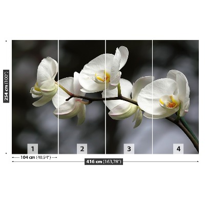 Fototapeta Bílá orchidej