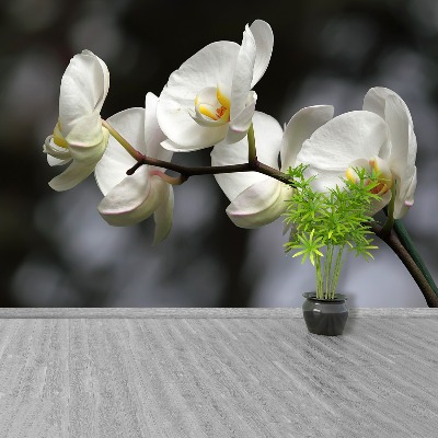 Fototapeta Bílá orchidej
