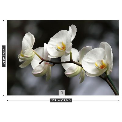 Fototapeta Bílá orchidej