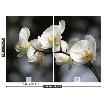 Fototapeta Bílá orchidej