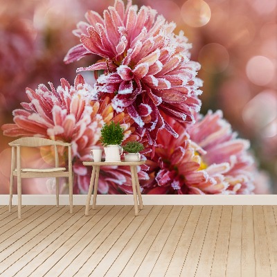 Fototapeta Aster ice Pink