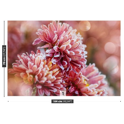 Fototapeta Aster ice Pink