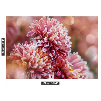 Fototapeta Aster ice Pink