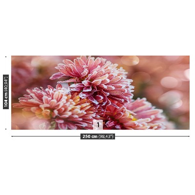 Fototapeta Aster ice Pink