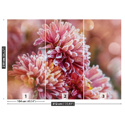 Fototapeta Aster ice Pink