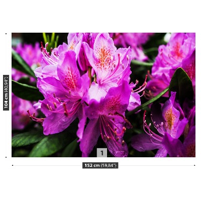 Fototapeta Fialové květy