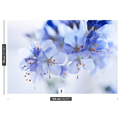 Fototapeta Modré květy
