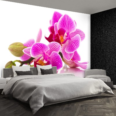 Fototapeta Květy orchidejí