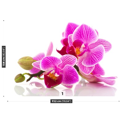 Fototapeta Květy orchidejí