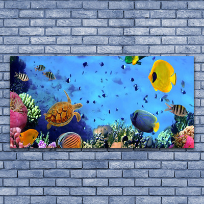 akrylový obraz Korálový Útes Ryba Příroda